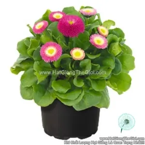 Hạt Giống Hoa Cúc Anh Bellis F1Pro TG239 Rose