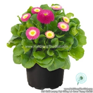 hat giong hoa cuc anh bellis f1pro tg239 rose