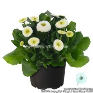 Hạt Giống Hoa Cúc Anh Bellis F1Pro TG239 White