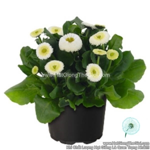 hat giong hoa cuc anh bellis f1pro tg239 white