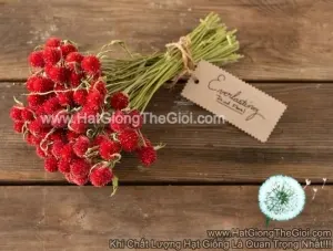 Hạt Giống Hoa Cúc Bách Nhật Đỏ
