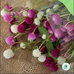 Hạt Giống Hoa Cúc Bách Nhật - Mix (Gomphrena globosa)
