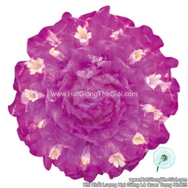hat giong hoa cuc bach nhat trong chau tg256 purple