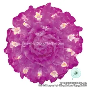 Hạt Giống Hoa Cúc Bách Nhật Trồng Chậu TG256 Purple