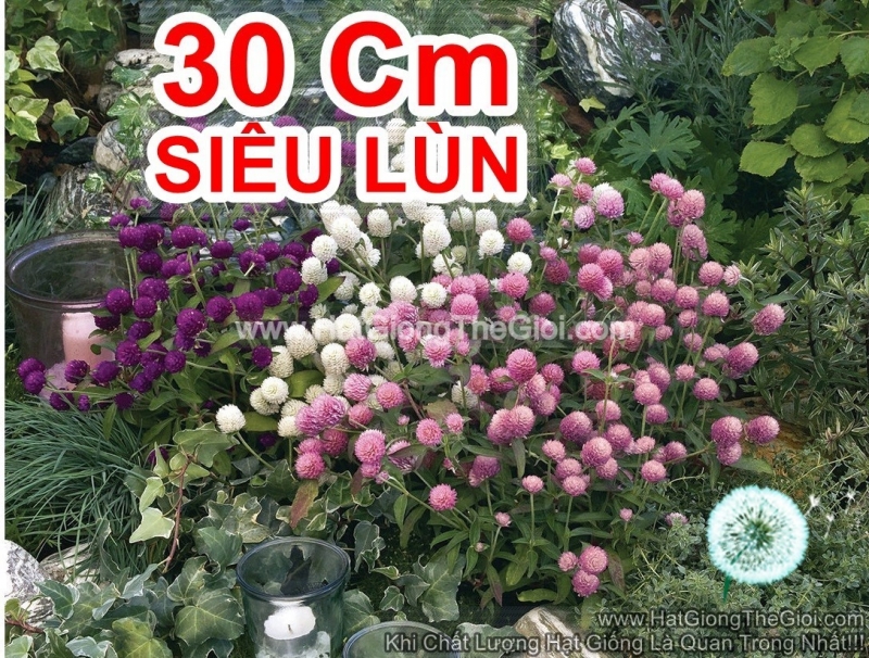 hat giong hoa cuc bach nhat sieu lun mix