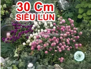 Hạt Giống Hoa Cúc Bách Nhật Siêu Lùn Mix