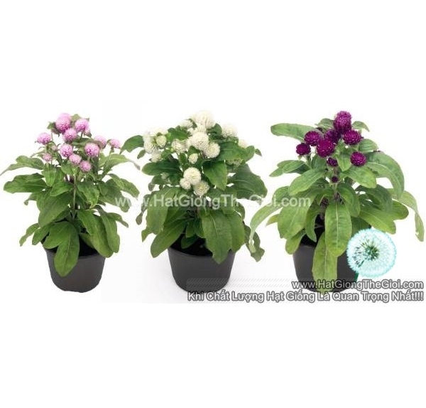hat giong hoa cuc bach nhat sieu lun 15cm tg255 mix