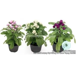 Hạt Giống Hoa Cúc Bách Nhật Siêu Lùn 15cm TG255 Mix