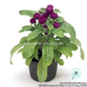Hạt Giống Hoa Cúc Bách Nhật Siêu Lùn 15cm TG255 Purple