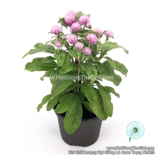 hat giong hoa cuc bach nhat sieu lun 15cm tg255 rose