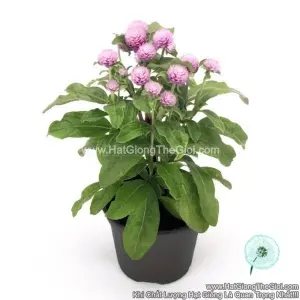 Hạt Giống Hoa Cúc Bách Nhật Siêu Lùn 15cm TG255 Rose