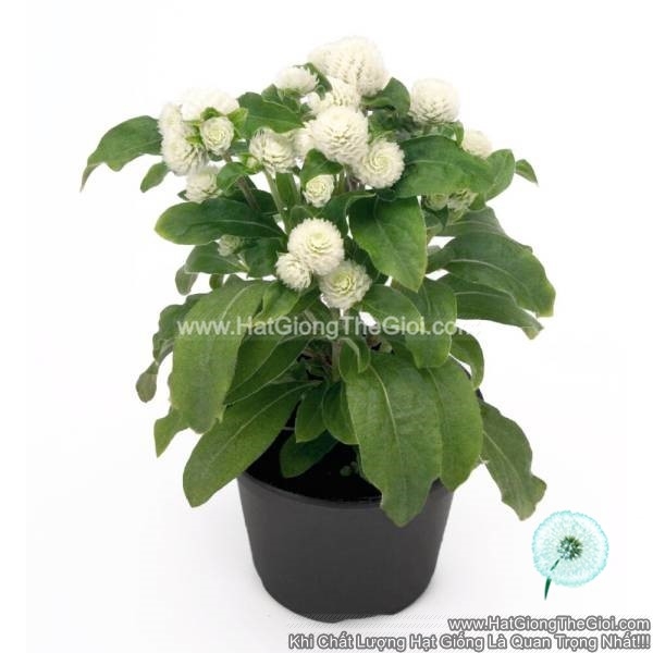 hat giong hoa cuc bach nhat sieu lun 15cm tg255 white
