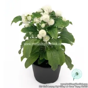 Hạt Giống Hoa Cúc Bách Nhật Siêu Lùn 15cm TG255 White