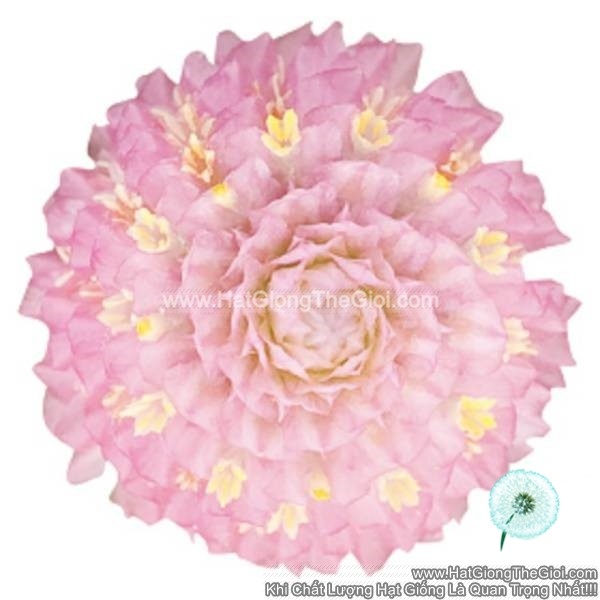 hat giong hoa cuc bach nhat trong chau tg256 pink