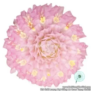 Hạt Giống Hoa Cúc Bách Nhật Trồng Chậu TG256 Pink