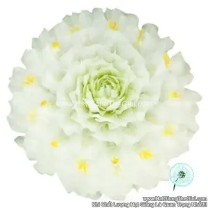 Hạt Giống Hoa Cúc Bách Nhật Trồng Chậu TG256 White