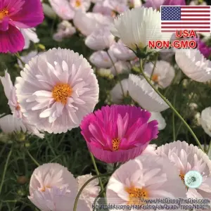 Hạt Giống Hoa Cúc Cánh Bướm - Cupcake Nhiều Màu (Cosmos bipinnatus)