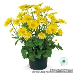 Hạt Giống Hoa Cúc Cánh Vàng Doronicum Lùn TG245