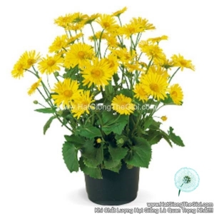 hat giong hoa cuc canh vang doronicum lun tg245