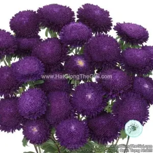 Hạt Giống Hoa Cúc Cắt Cành BONITA Blue