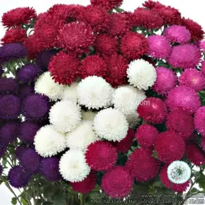 Hạt Giống Hoa Cúc Cắt Cành BONITA Mix