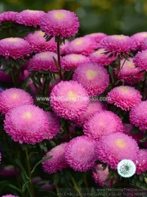 Hạt Giống Hoa Cúc Cắt Cành BONITA Pink