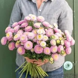Hạt Giống Hoa Cúc Cắt Cành BONITA Shell Pink