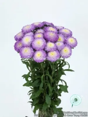 Hạt Giống Hoa Cúc Cắt Cành BONITA Top Blue