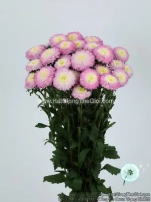Hạt Giống Hoa Cúc Cắt Cành BONITA Top Rose