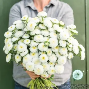 Hạt Giống Hoa Cúc Cắt Cành BONITA White