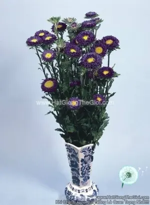 Hạt Giống Hoa Cúc Cắt Cành FAN Deep Blue