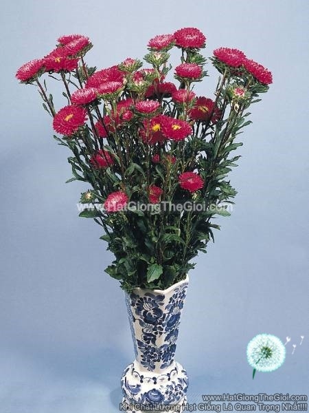 hat giong hoa cuc cat canh fan deep rose