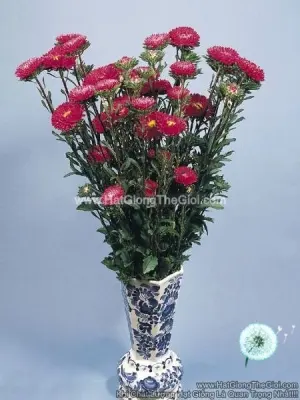 Hạt Giống Hoa Cúc Cắt Cành FAN Deep Rose