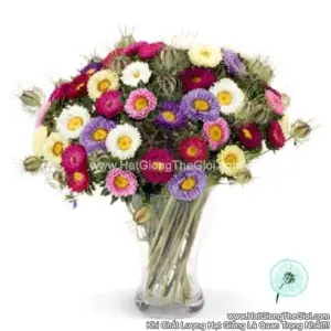 Hạt Giống Hoa Cúc Cắt Cành FAN Mix