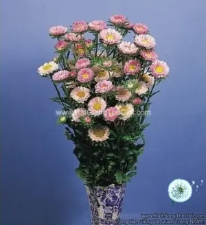 Hạt Giống Hoa Cúc Cắt Cành FAN Pink