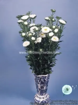 Hạt Giống Hoa Cúc Cắt Cành FAN White