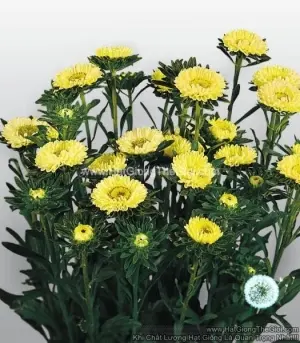 Hạt Giống Hoa Cúc Cắt Cành FAN Yellow