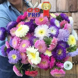 Hạt Giống Hoa Cúc Cắt Cành Matador F1Pro Mix