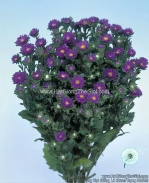 Hạt Giống Hoa Cúc Cắt Cành SERENADE Cúc Nhí Deep Blue