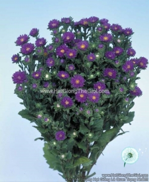 hat giong hoa cuc cat canh serenade cuc nhi deep blue