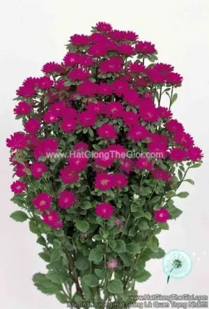 Hạt Giống Hoa Cúc Cắt Cành SERENADE Cúc Nhí Deep Rose