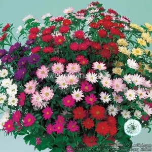 Hạt Giống Hoa Cúc Cắt Cành SERENADE Cúc Nhí Mix