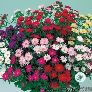 hat giong hoa cuc cat canh serenade cuc nhi mix