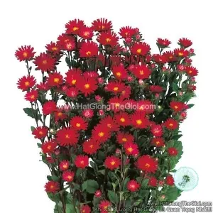 Hạt Giống Hoa Cúc Cắt Cành SERENADE Cúc Nhí Red