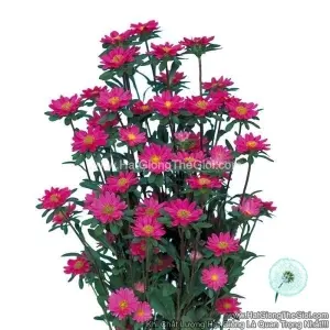 Hạt Giống Hoa Cúc Cắt Cành SERENADE Cúc Nhí Rose