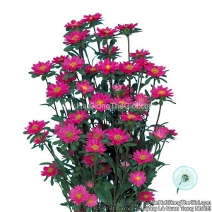 hat giong hoa cuc cat canh serenade cuc nhi rose