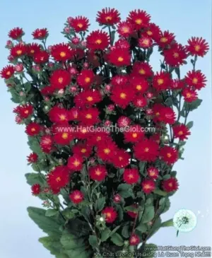Hạt Giống Hoa Cúc Cắt Cành SERENADE Cúc Nhí Scarlet