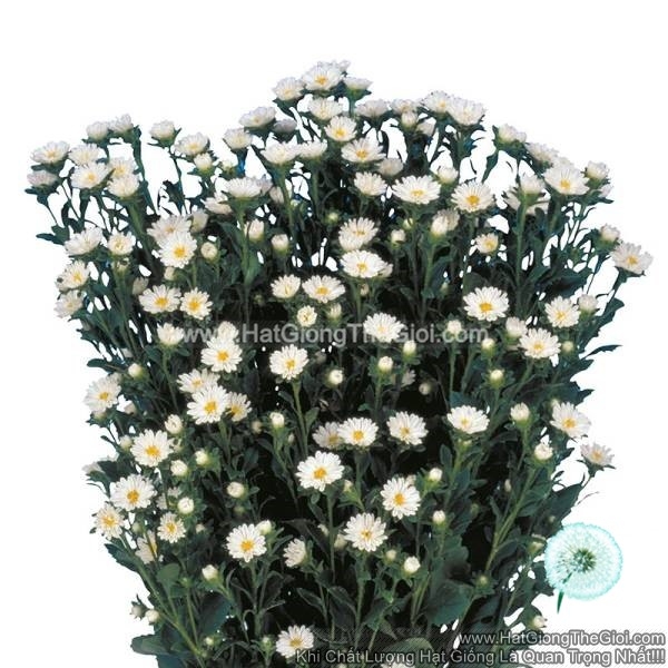 hat giong hoa cuc cat canh serenade cuc nhi white