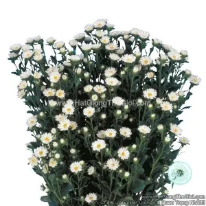 Hạt Giống Hoa Cúc Cắt Cành SERENADE Cúc Nhí White