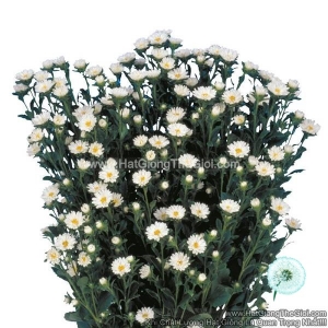 hat giong hoa cuc cat canh serenade cuc nhi white